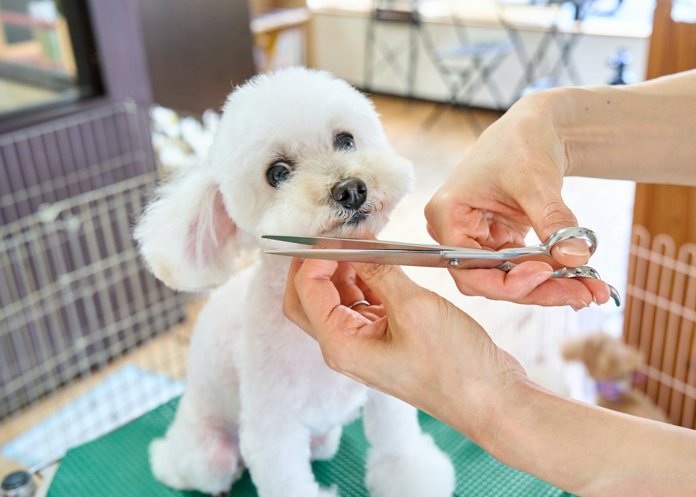 Profissional fazendo a tosa de um cachorrinho branco